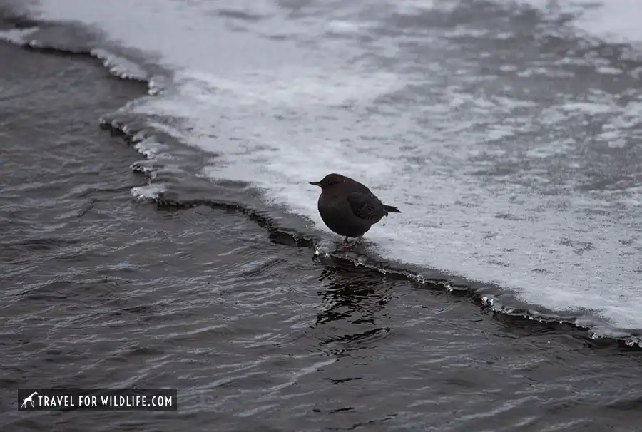 American dipper sitting on ice