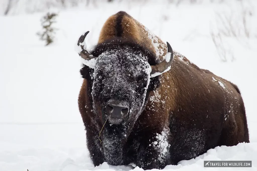 yellowstone wildlife