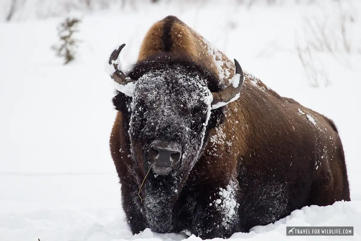 yellowstone wildlife