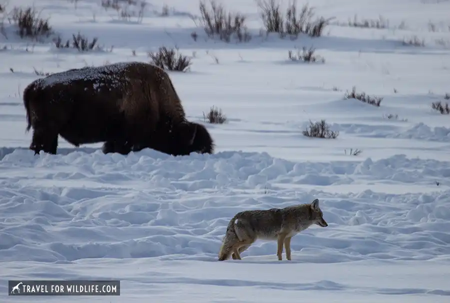 bison and coyote in the snow in Yellowstone 