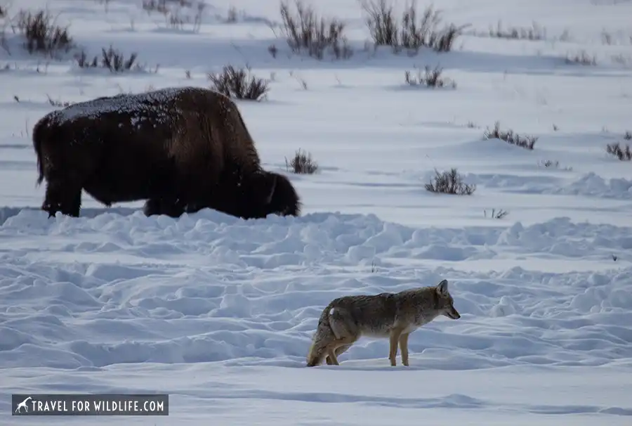 bison and coyote in the snow in Yellowstone