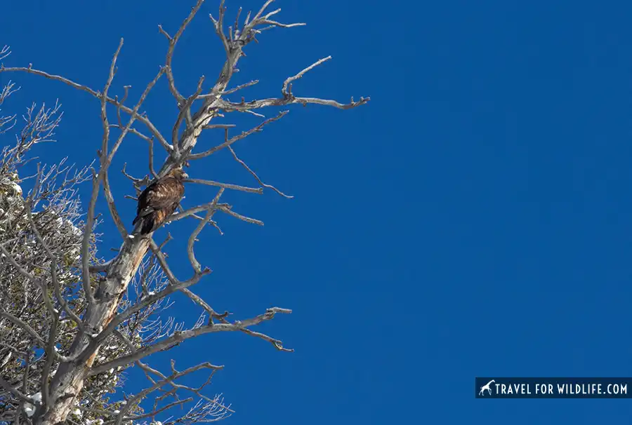 golden eagle perched on a tree