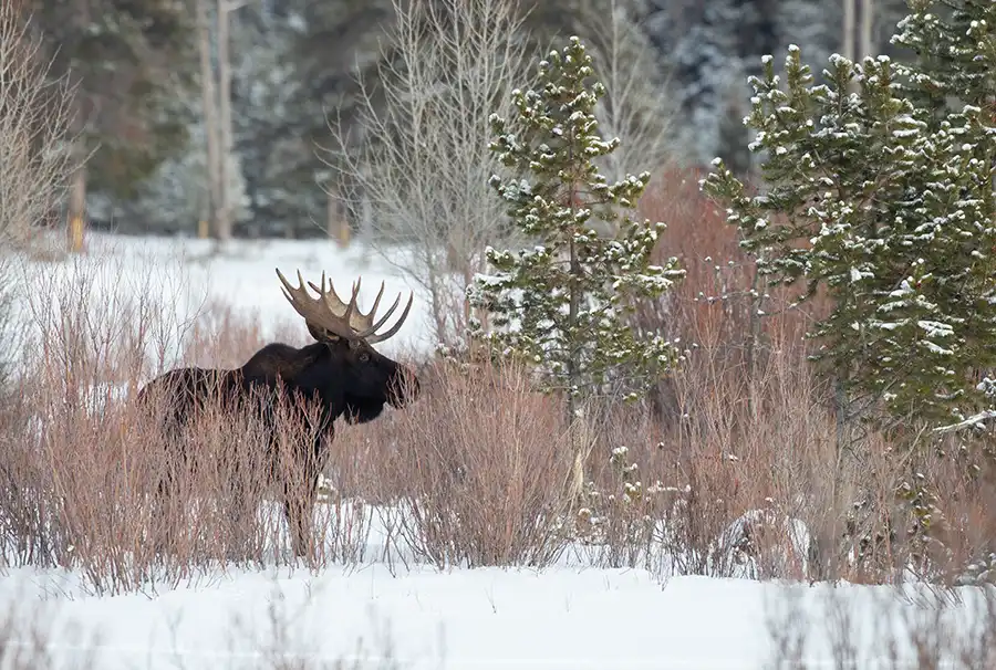 moose walking on snow
