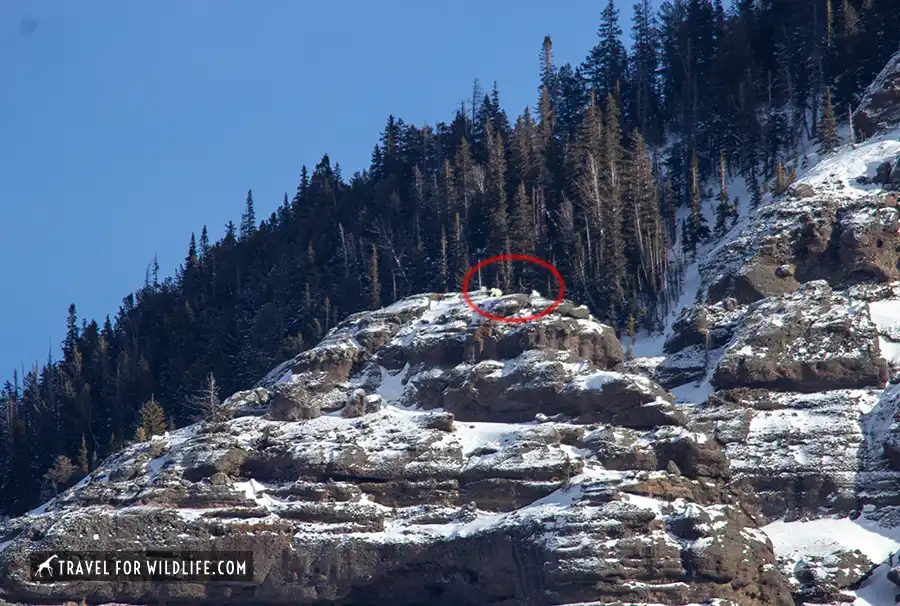 mountain goats on a peak