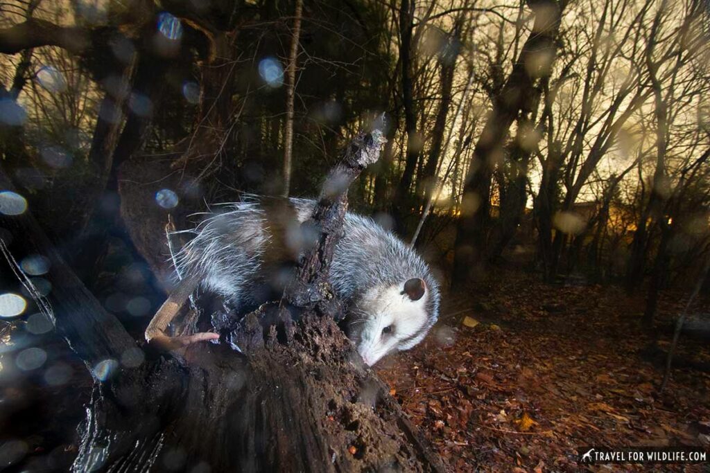 Opossum on a log on a rainy night