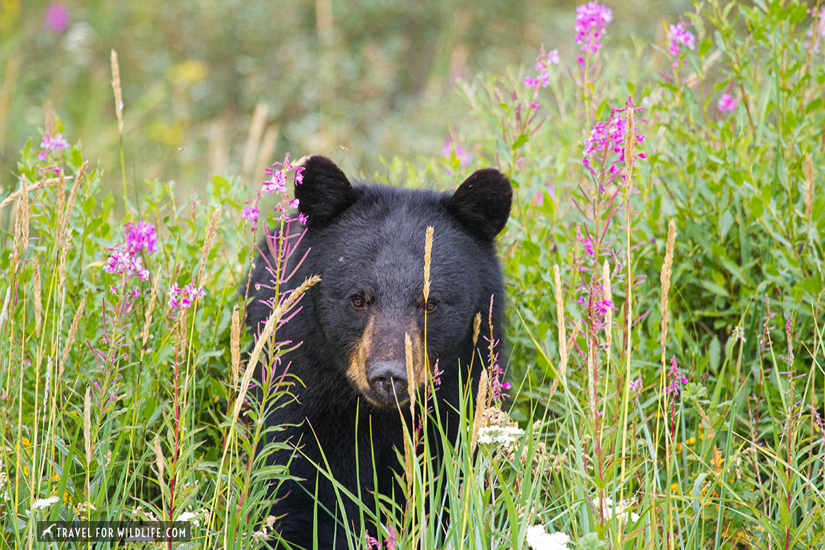 Black bear in between fireweed
