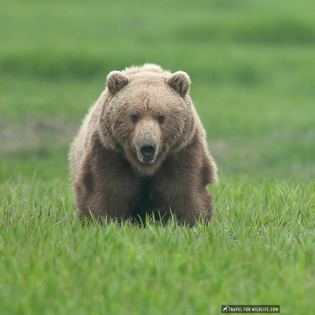 grizzly bear standing in Alaska
