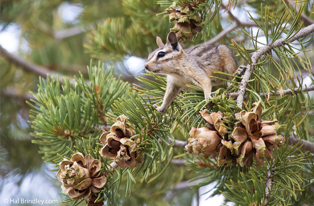 Cliff chipmunk on a tree